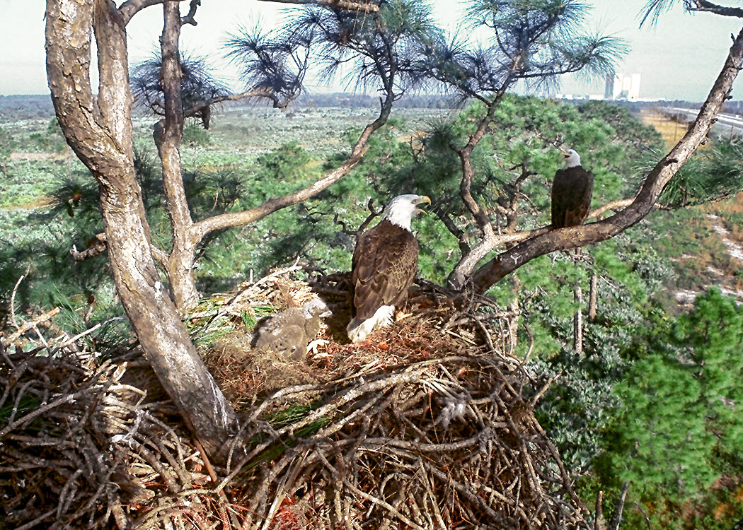 One bald eagle sits in a nest in a tall tree while another sits on a nearby branch 