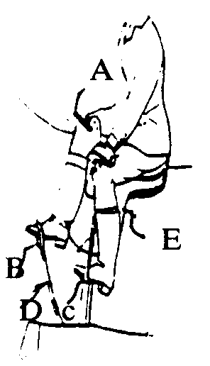 A-Saddle crutch; B,C-Stirrup; D-Offside strap; E-Saddleflap
