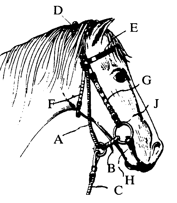 A-Head  loop; B-Mouth loop; C-Halter; D-Pull piece; E-Browband;F-Throatlatch; G-Cheek strap; H-Bit;      J-Cheek ring
