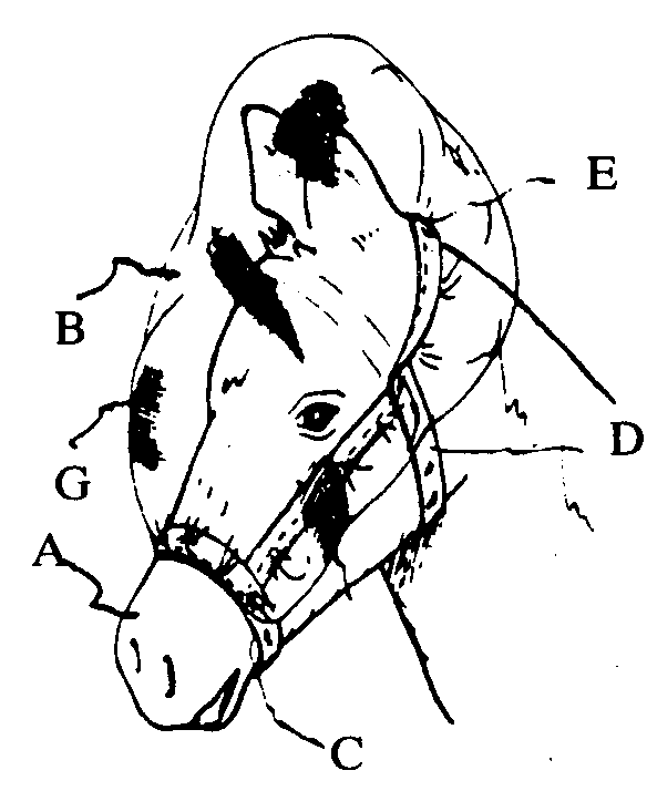 BONNET:  A-Head; B-Bonnet; C,D,E-Straps; F-Side band; G-Flexiblematerial   
